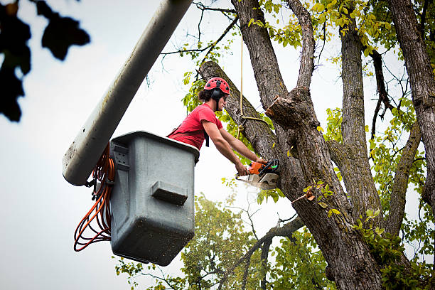 Best Stump Grinding and Removal  in Ives Estates, FL